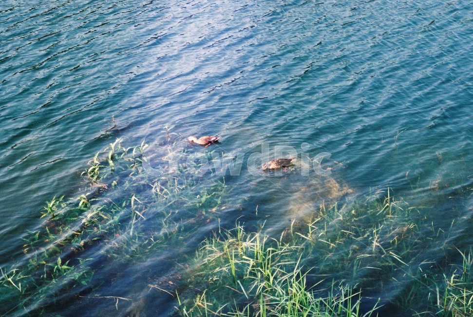 water,물,outdoors,오리,duck,강,river,파동,waves,nature,자연,grass,잔디,plant,자연,풍경,nature,landscape,식물