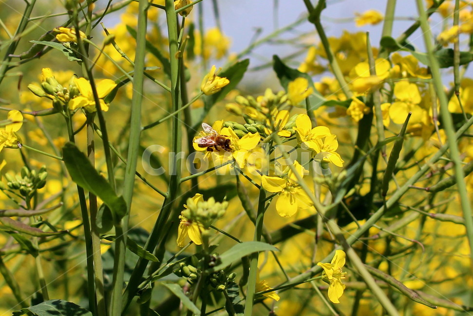 꽃,봄,하늘,오름,제주,봄,계절,spring,season,식물,자연,plants,nature,꽃,flower,plant