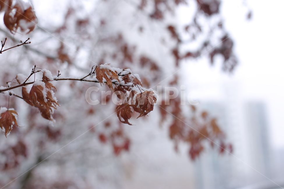 눈,겨울,눈오는날,snow,winter,식물,plant,야외,단풍나무,겨울,계절,winter,season