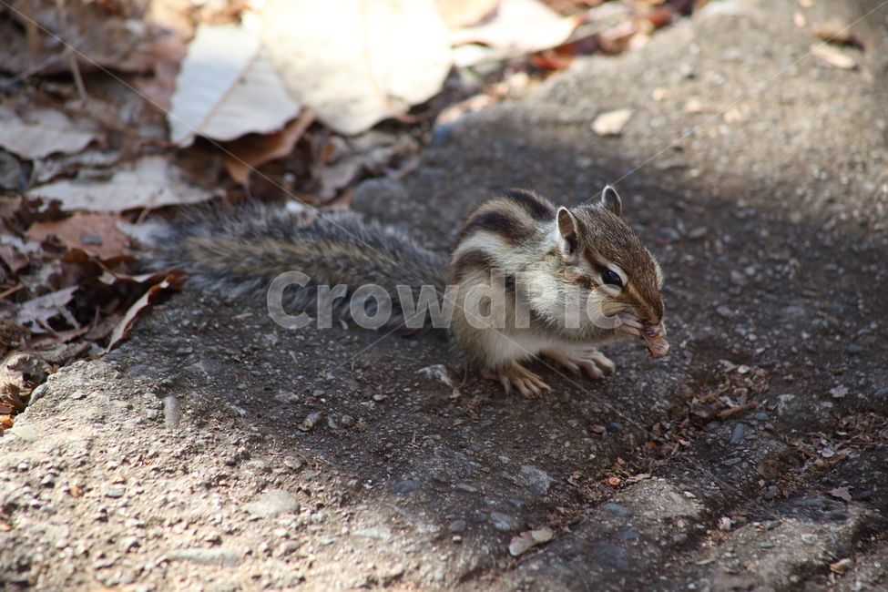 야생동물,다람쥐,줄무늬다람쥐,동물,squirrel,chipmunk,한국다람쥐,Siberianchipmunk,동물,animal,포유류,mammal