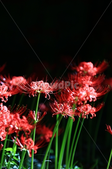 상사화,꽃무릇,꽃,붉은꽃,불갑사,flower,식물,자연,plants,nature,꽃,flower