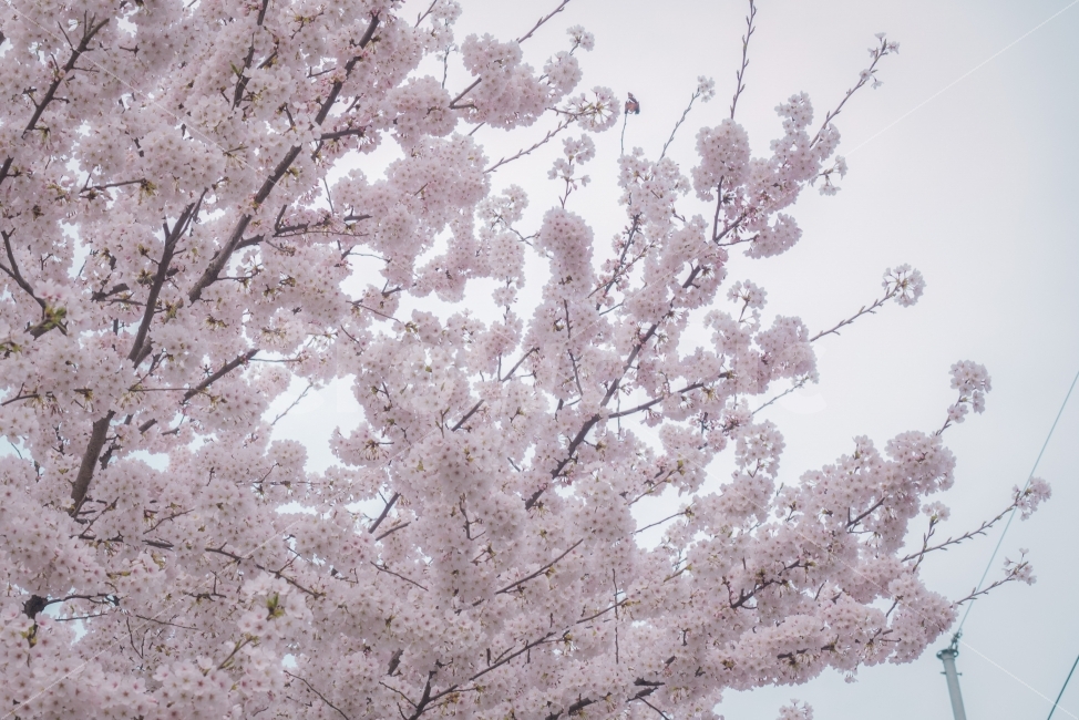 벚꽃,꽃,봄,몽글몽글,몽실몽실,색감,cherryblossom,flower,식물,자연,plants,nature,봄,계절,spring,season,꽃,flower,plant,blossom,cherry blossom
