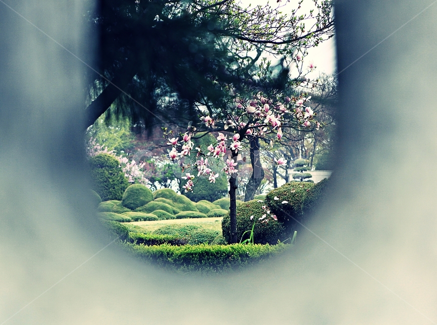 목련,꽃,봄꽃,자연,배경,봄,계절,spring,season,자연,풍경,nature,landscape