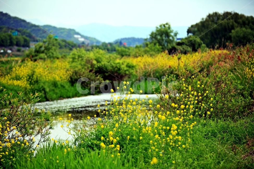 강,꽃,유채꽃,자연,풍경,자연,풍경,nature,landscape,식물,plants,꽃,flower
