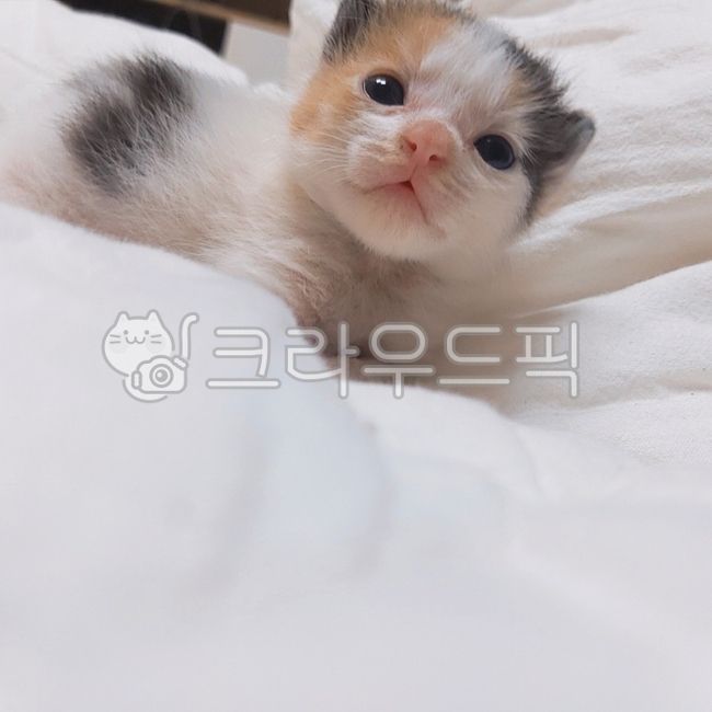 kitten,고양이새끼,애완동물,cat,고양이,동물,animal,mammal,새끼고양이,동물,animal,포유류,mammal,고양이,cat,kitten,kitty