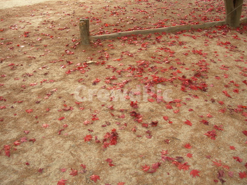 단풍,낙엽,가을,붉은,나무,공원,산책,잎,maple,leaves,autumn,tree,park,walking,leaf,red