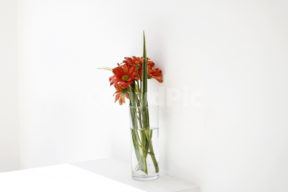 감성,카페,인테리어,분위기,식물,자연,공간,감정,꽃,소품,빛,햇살,plants,nature,flower,interior,sensible,feeling,꽃,flower,실내용화초,화분,화초,house plant,감성,sensible,feeling,인테리어,실내디자인,interior design