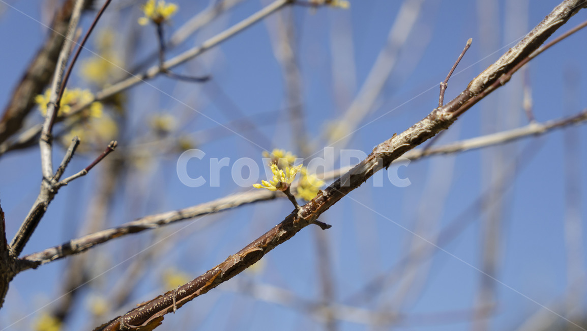 flower,꽃,blossom,plant,식물,산수유,식물,자연,plants,nature
