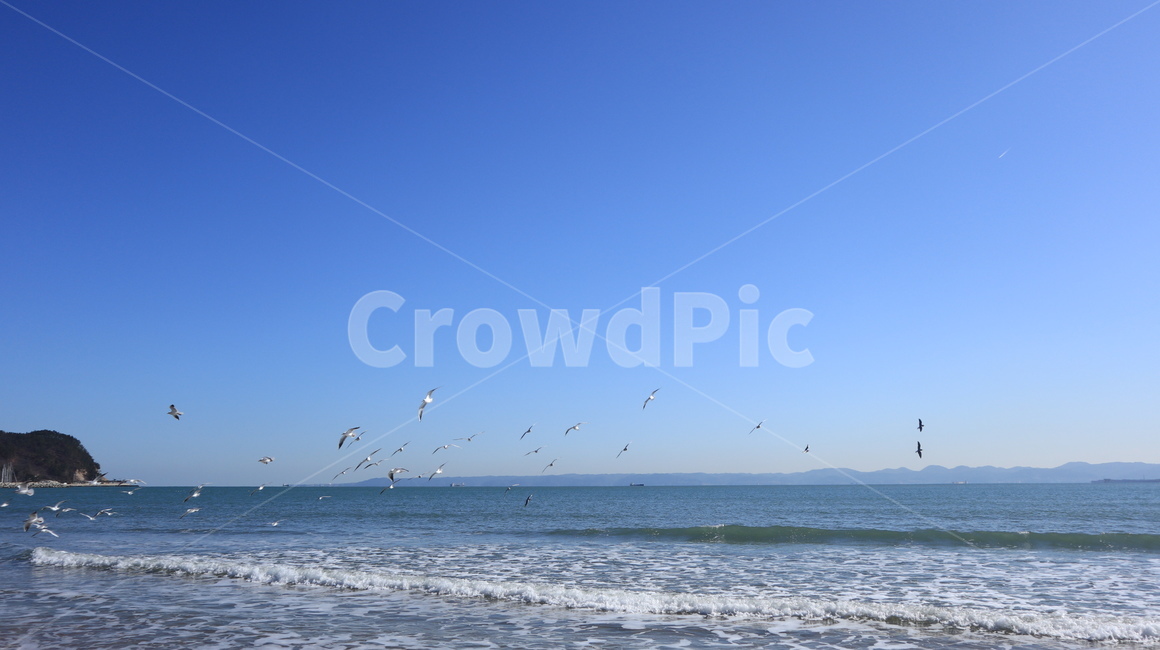 water,물,outdoors,옥외,adventure,nature,자연,새,bird,animal,동물,갈매기,sea,seagull,파도,영일대,바다