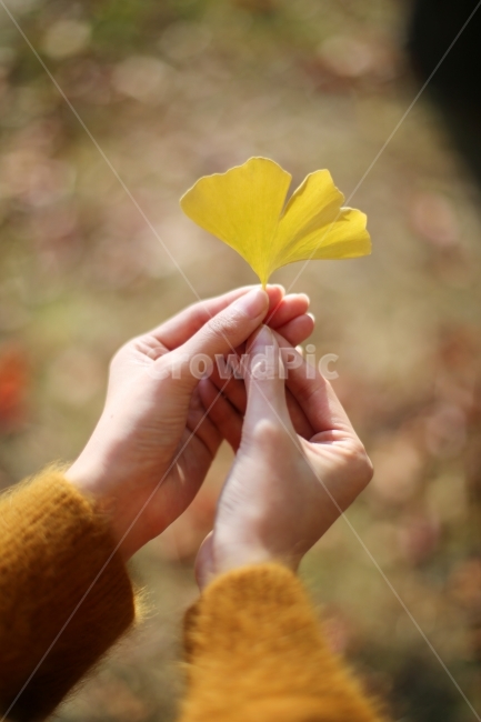 은행잎,식물,가을,풍경,감성,plant,따뜻함,자연,emotion,feeling,nature,autumn,노란색,color,아름다운,힐링,분위기,가을,계절,fall,autumn,season,식물,자연,plants,nature,사람,인물,인간,human,person,신체일부,몸,body,감성,sensible,feeling,finger,손가락