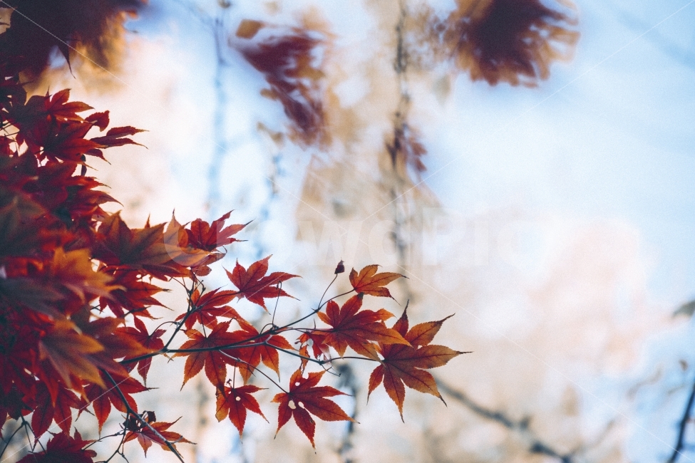 가을,단풍,빨강,노랑,자연,가을,계절,fall,autumn,season,식물,자연,plants,nature,감성,sensible,feeling,leaf,잎,plant,tree,나무