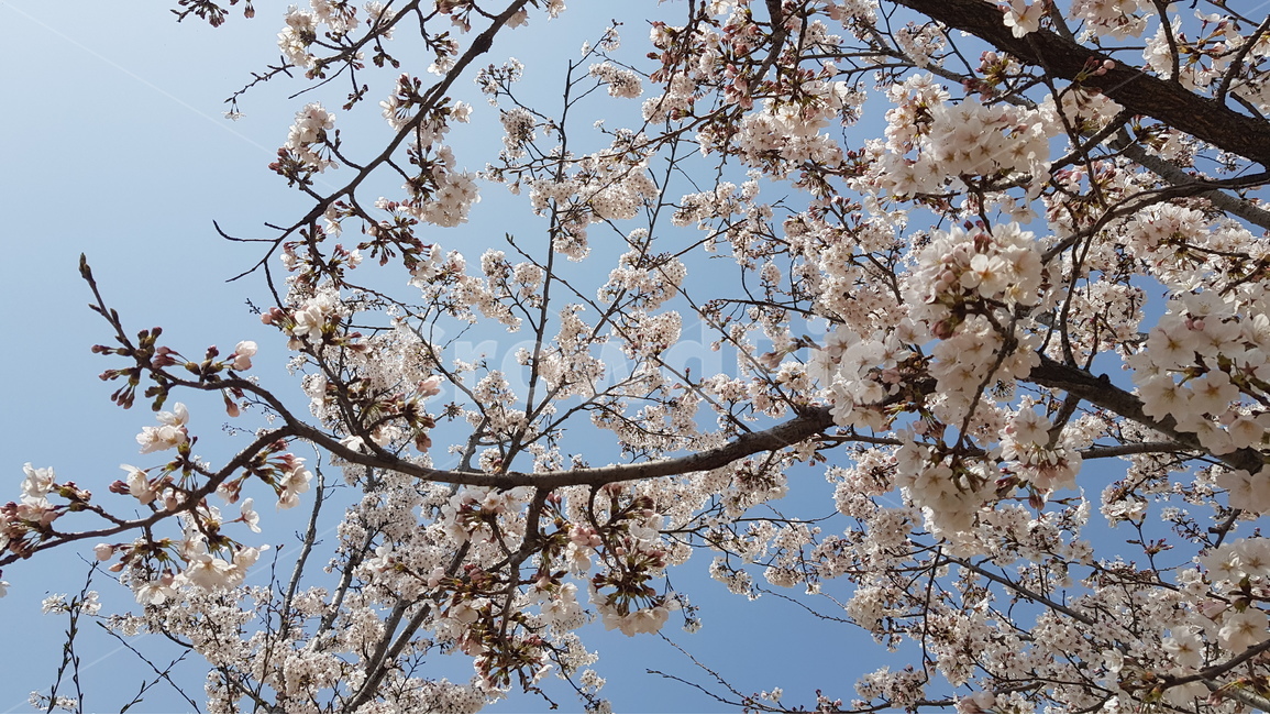 봄,벚꽃,진해,군항제,경화역,봄,계절,spring,season,식물,자연,plants,nature,꽃,flower,plant,blossom,cherry blossom