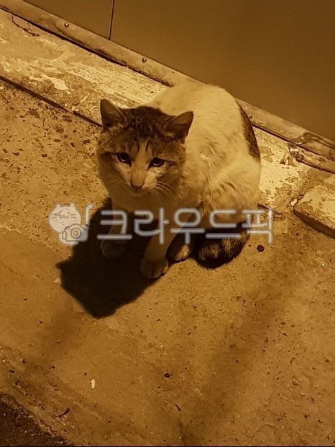 stray cat,cat,wood,dinner