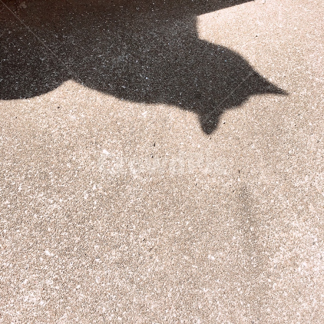 아스팔트,고양이,그림자,감성,배경화면,분위기,바닥,동물그림자,땅,cat,냥이,shadow,catshadow,한국,배경