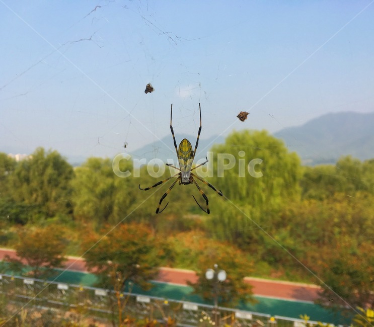 거미,하늘,풍경,경치,운동장,동물,animal,곤충,벌레,insect,bug