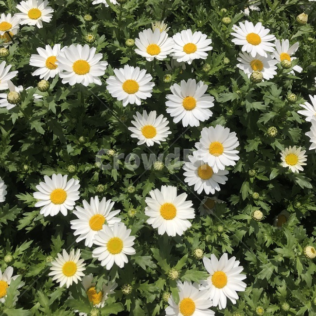 봄,계란꽃,꽃,개망초,계란후라이꽃
