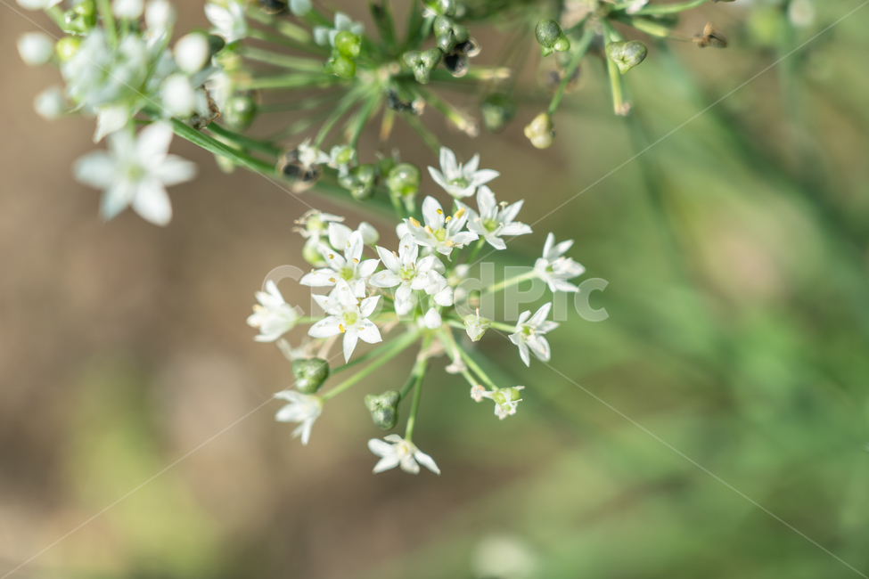 식물,botanical,plant,풀,자연,식물,자연,plants,nature