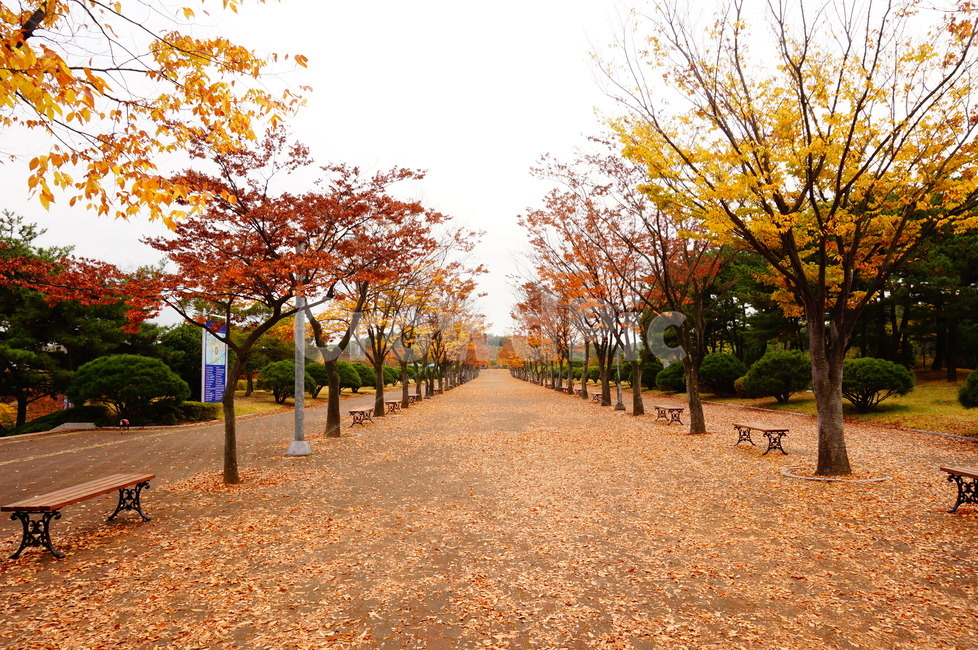 가을,단풍,공원,낙엽,은행,벤치,쓸쓸함