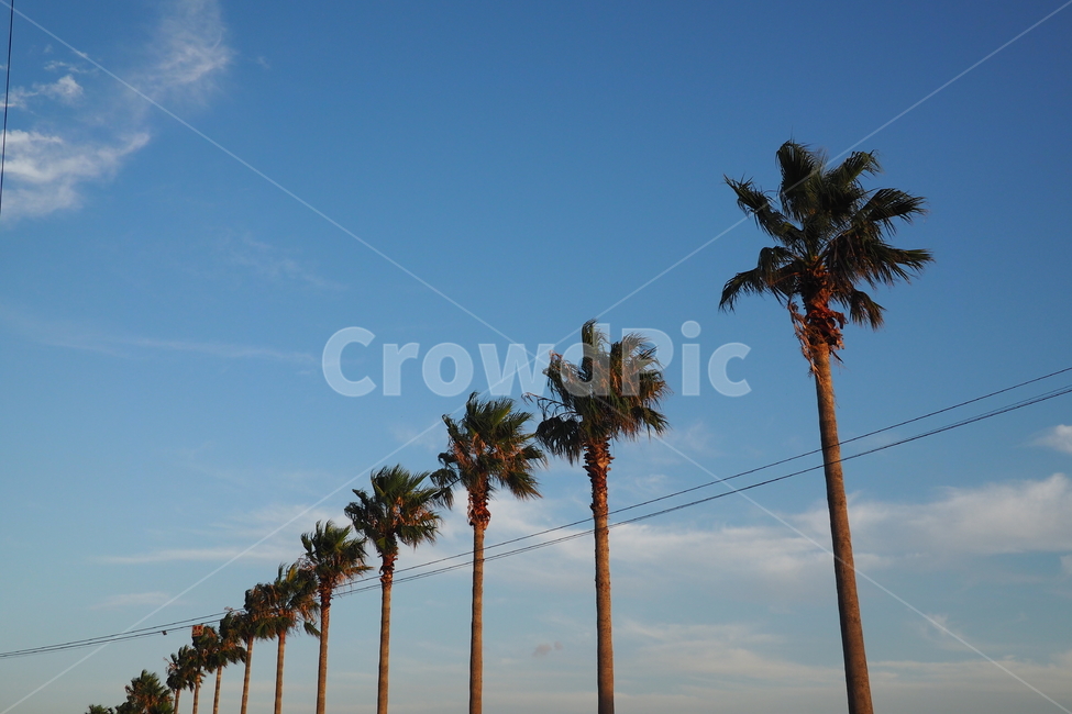 야자수,야자,하늘,coconut,나무,coconuttree,전봇대,구름