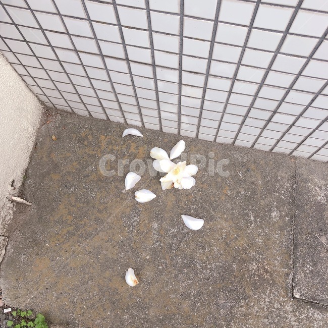 떨어지다,꽃,낙화,flower,하얀꽃
