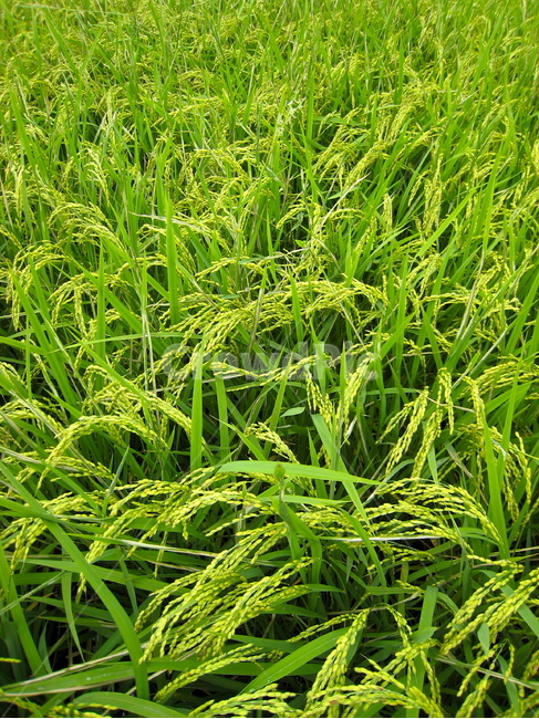 벼,벼쌀,쌀,벼농사,벼이삭,이삭,농사,농촌,농업,rice,산업,industry,industrial,농업,농사,agriculture,farming,farming industry