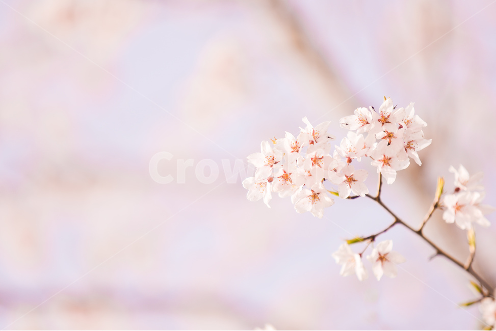 분홍,꽃,벚꽃나무,나무,핑크,벚꽃,하늘,분위기,감성,봄,계절,spring,season,식물,자연,plants,nature,꽃,flower,plant