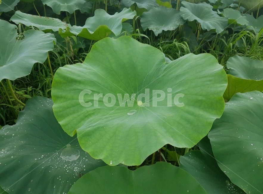 연꽃,식물,꽃,plants,flower,lotus,연잎,lotusleaf,식물,자연,plants,nature