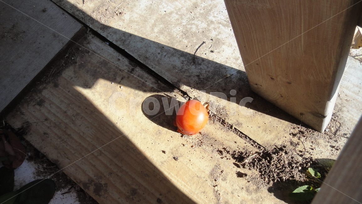 식물,food,produce,fruit,과일,감,plant,persimmon