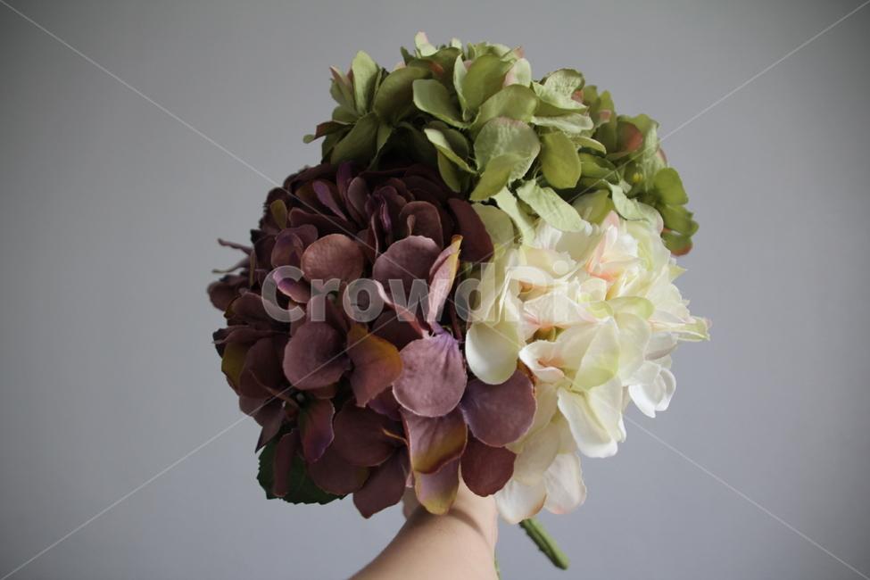 art,미술,식물,plant,sunshine,dailyphotography,꽃,flower