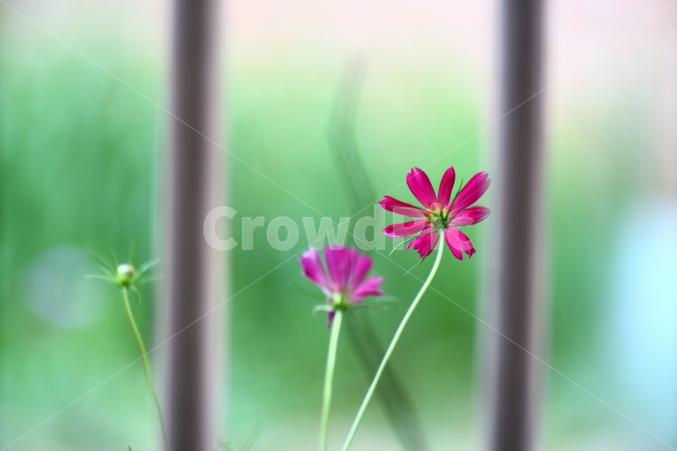 코스모스,꽃,flower,식물,초록,화단,공원,휴식,들꽃,핑크,pink,식물,자연,plants,nature,꽃,flower