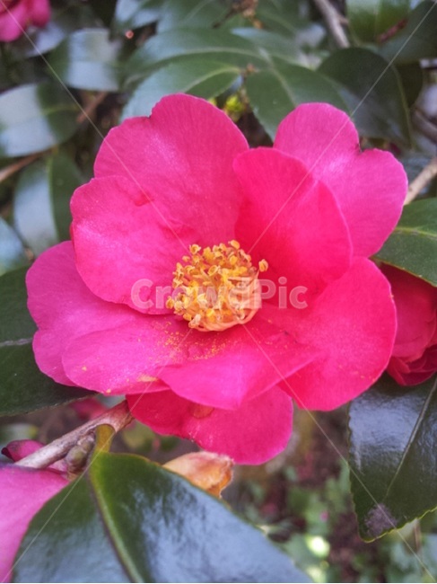 꽃,동백,동백나무,꽃잎,식물,plant,식물,자연,plants,nature,꽃,flower