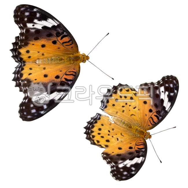 암끝검은표범나비,butterfly,나비,animal,동물,invertebrate,무척추동물,insect,곤충,자연