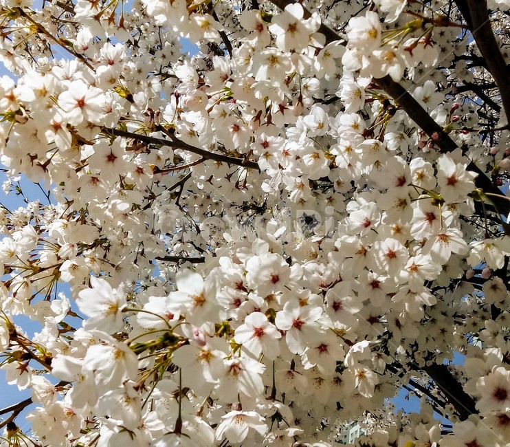 식물,꽃,plant,flower,봄꽃,나무,벚꽃