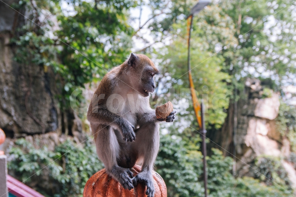 원숭이,동물,말레이시아,코코넛,쿠알라룸푸르,바투동굴,batu,monkey,animal,동물,animal,포유류,mammal