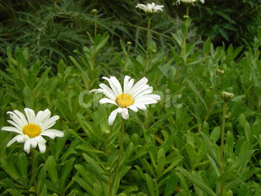 꽃,flower,식물,자연,꽃잎,풀