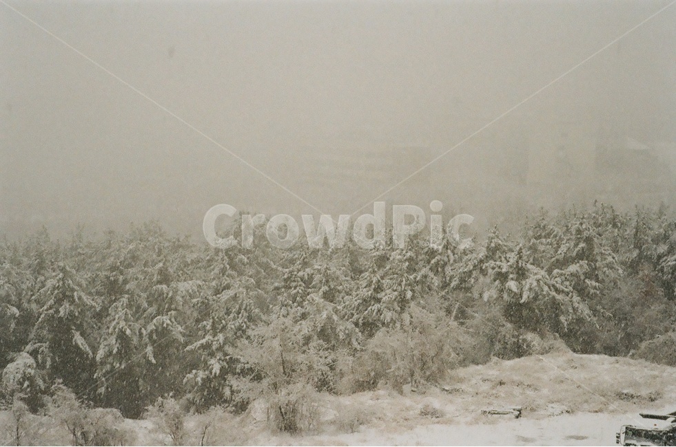 나무,설원,눈,폭설,눈밭,겨울,겨울,계절,winter,season,자연,풍경,nature,landscape,감성,sensible,feeling,outdoors,옥외