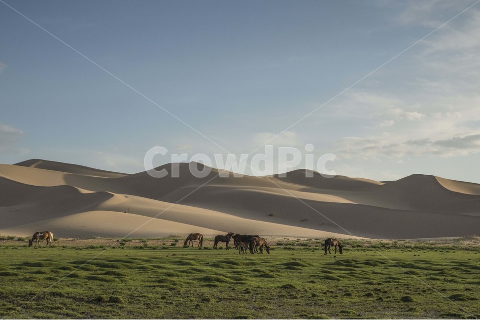 몽골,사막,모래언덕,말,모래사막,고비사막,풍경,자연,풍경,nature,landscape,해외,외국,세계,foreign,oversea,world,세계자연풍경,해외자연풍경,외국자연풍경,world nature landscape,동물,animal,포유류,mammal,soil,흙,outdoors,옥외,sand,모래,dune,모래 언덕