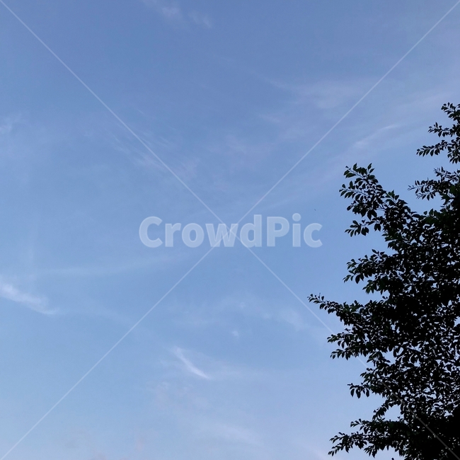 하늘,나무,파란하늘,자연,초록색,나뭇잎,맑은하늘,sky,tree,자연,풍경,nature,landscape,plant,식물