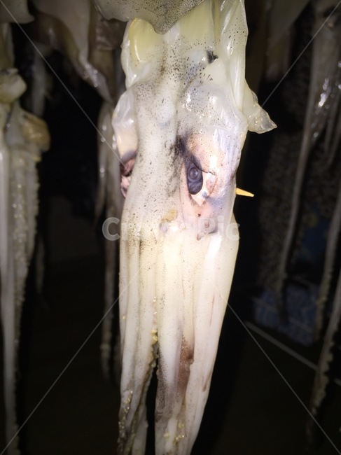 오징어,오징어눈알,오징어말리는,squid,반건조,음식,식재료,요리,food,cook,meal,dishes,food reserves,수산물,해산물,fishery products,seafood
