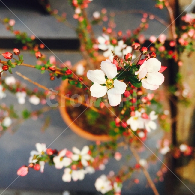 화분,꽃,꽃송이,꽃잎,분홍색,식물,자연,plants,nature,꽃,flower