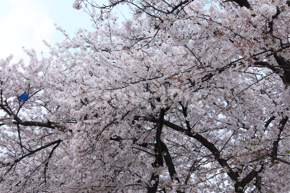 하늘,벚꽃,꽃,벚꽃나무,봄,봄,계절,spring,season,식물,자연,plants,nature,나무,trees,wood,plant,blossom,flower