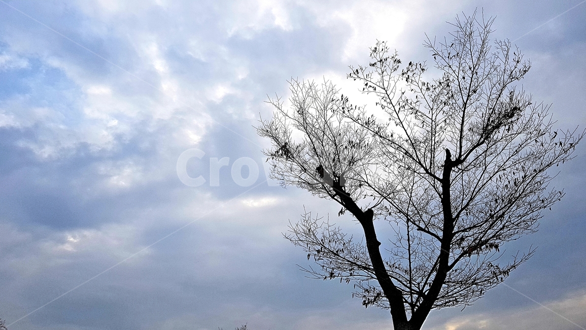 나무,하늘,파란하늘,가을나무,실루엣,나뭇잎,자연,풍경,nature,landscape,tree,plant,식물