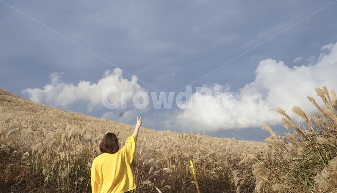 브이,제주도,갈대,노을,어색,새별오름,노란색,구름,흐림