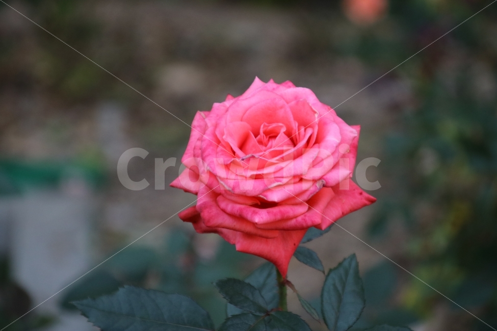 장미,오렌지캔들,꽃,장미공원,색감,식물,자연,plants,nature,꽃,flower