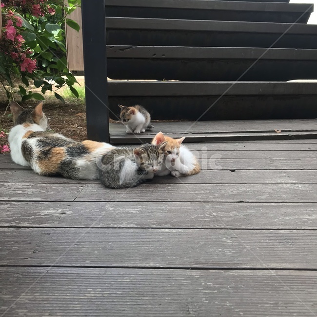 고양이,고양이가족,아기고양이,엄마고양이,길고양이,야생고양이