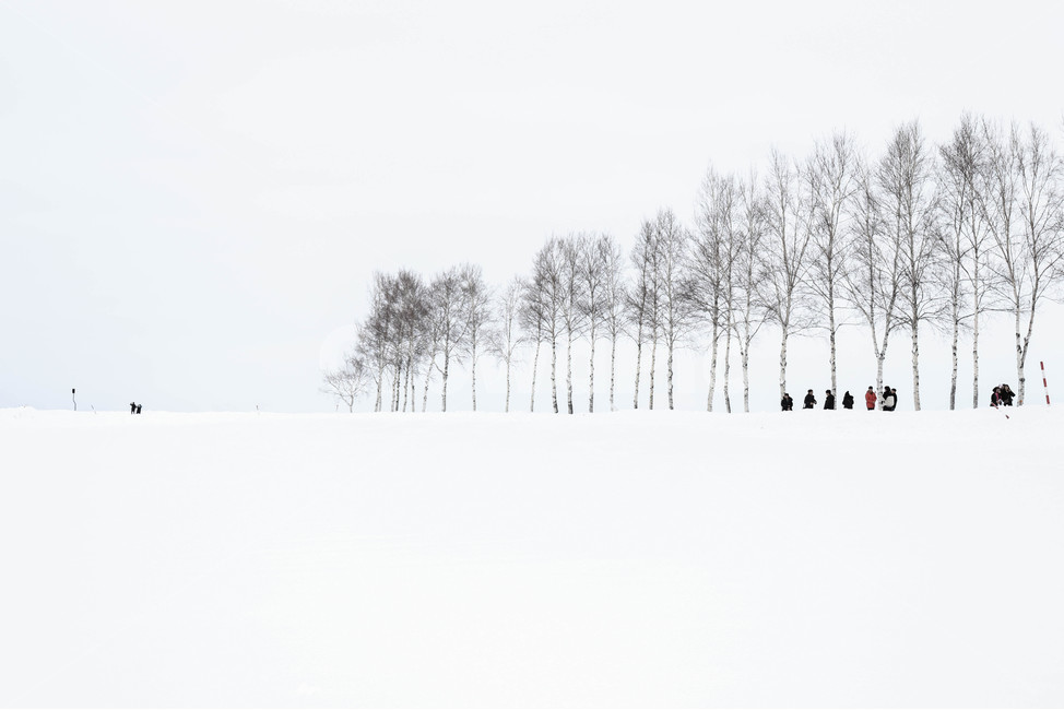 눈,자연,나무,풍경,겨울,자작나무,white,winter,snow,tree,훗카이도,일본,hokkaido,japan,겨울,계절,winter,season,자연,풍경,nature,landscape,해외,외국,세계,foreign,oversea,world,세계자연풍경,해외자연풍경,외국자연풍경,world nature landscape,사람들,대중,군중,other people,crowd,outdoors,옥외,storm,폭풍,blizzard,눈보라