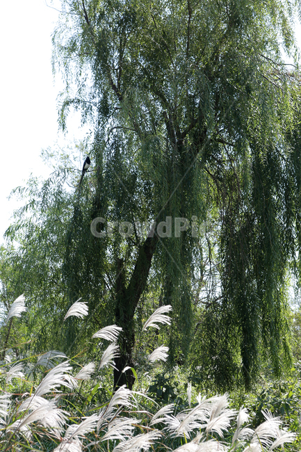 tree,plant,식물,갈대,nature,자연,나무,낙동강,하구언,자연,풍경,nature,landscape