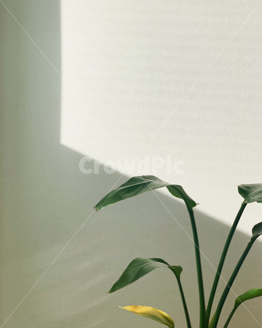plant,식물,그림자,햇빛,플랜테리어,플랜트,실내용화초,화분,화초,house plant