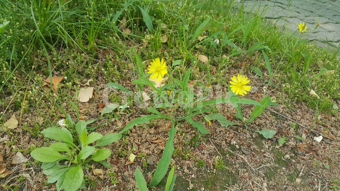 꽃,컬러,노란색,여름,들꽃,plant,flower,yellow