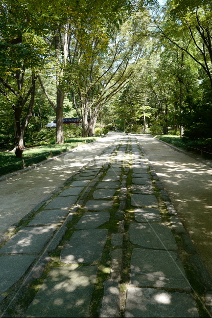 종묘,세계문화유산,한국전통,전통건축,worldheritage,jongmyo,koreanculture,koreatraditional,architecture,structure,construction,신도,shrine,자연,풍경,nature,landscape,path,통로,road,도로,asphalt,아스팔트,plant,식물,tree,나무